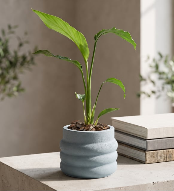 Katmanlı Beton Saksıda Starliçe Bitkisi