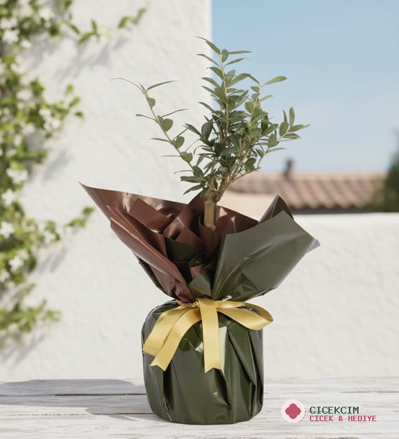 Yeşil Buketli Polimer Saksıda Zeytin Ağacı Bonsai
