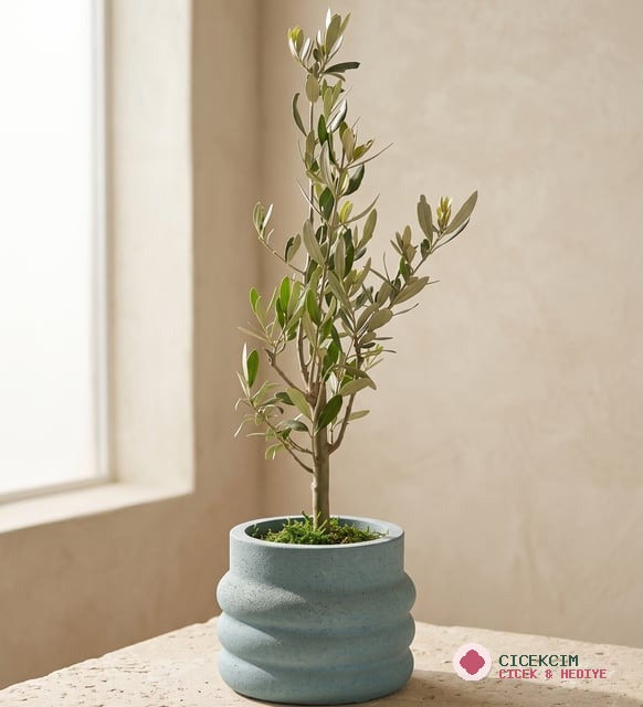 Katmanlı Beton Saksıda Zeytin Ağacı Bonsai